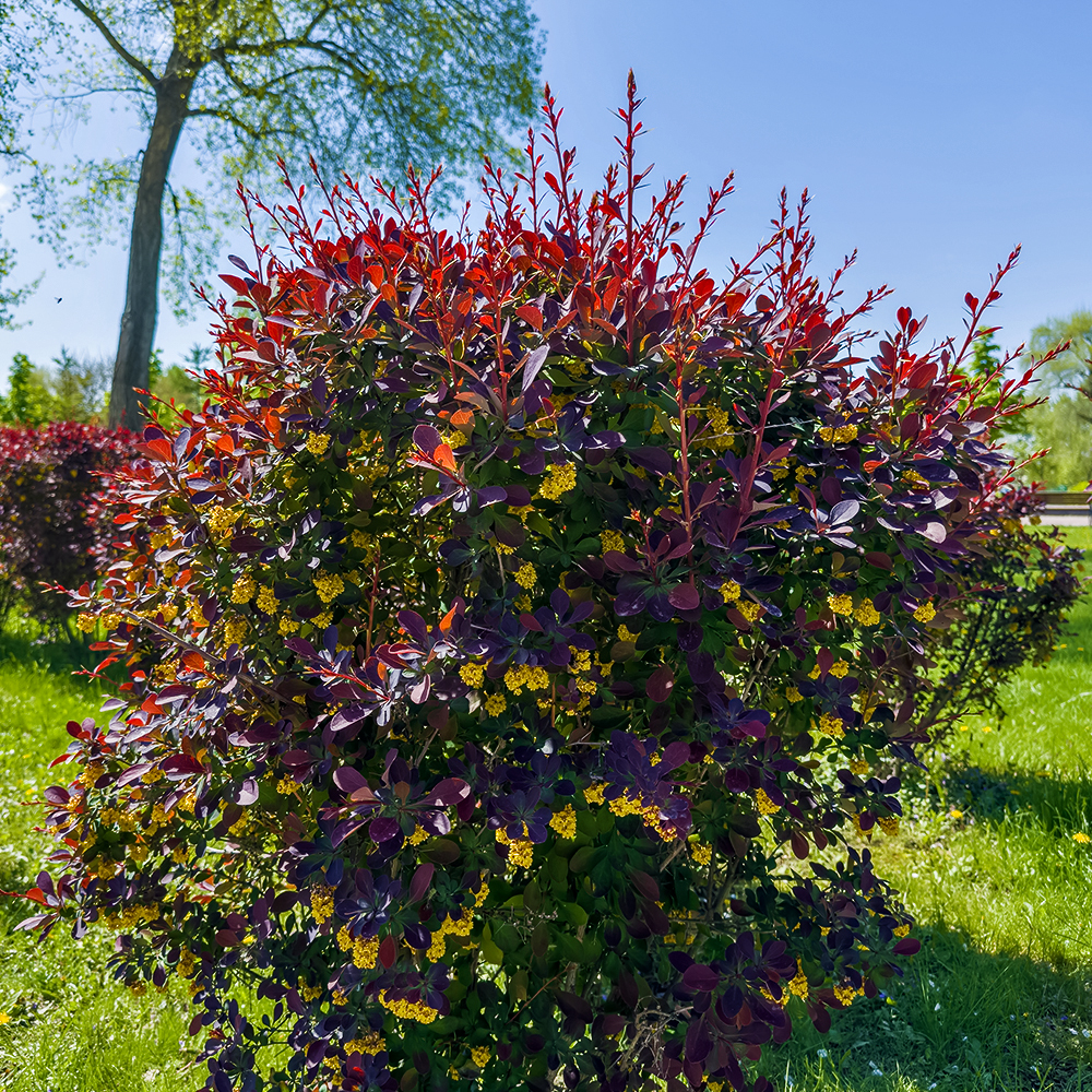 Барбарис Оттавский Суперба
Барбарис Оттавский Суперба