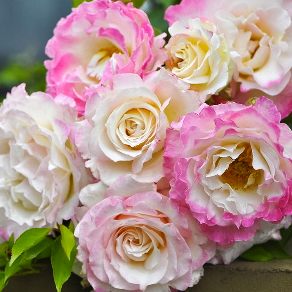 Роза чайно-гибридная сияющая Серафим
Роза чайно-гибридная сияющая Серафим