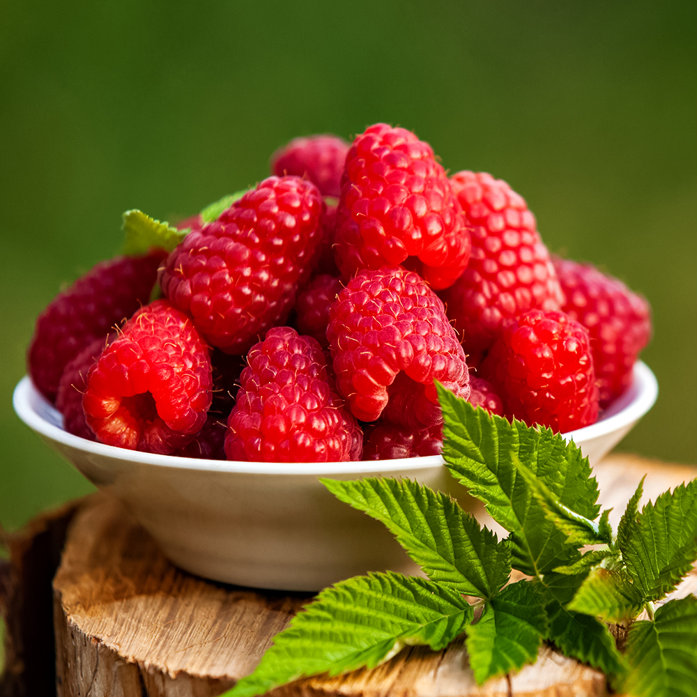 Малина крупноплодная Гусарская доблесть
Малина крупноплодная Гусарская доблесть