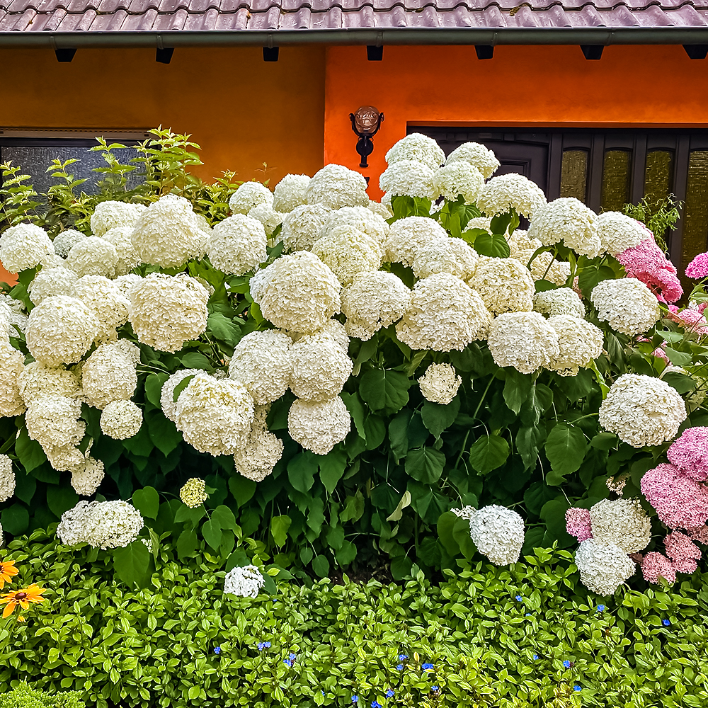 Гортензия древовидная Анабель
Гортензия древовидная Анабель