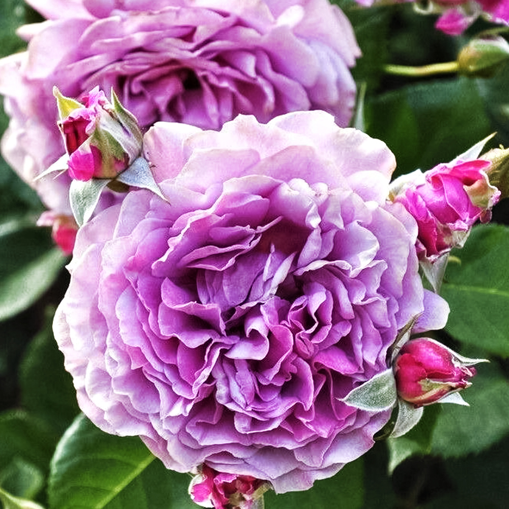 Роза флорибунда георгиновидная Юме Мурасаки
Роза флорибунда георгиновидная Юме Мурасаки