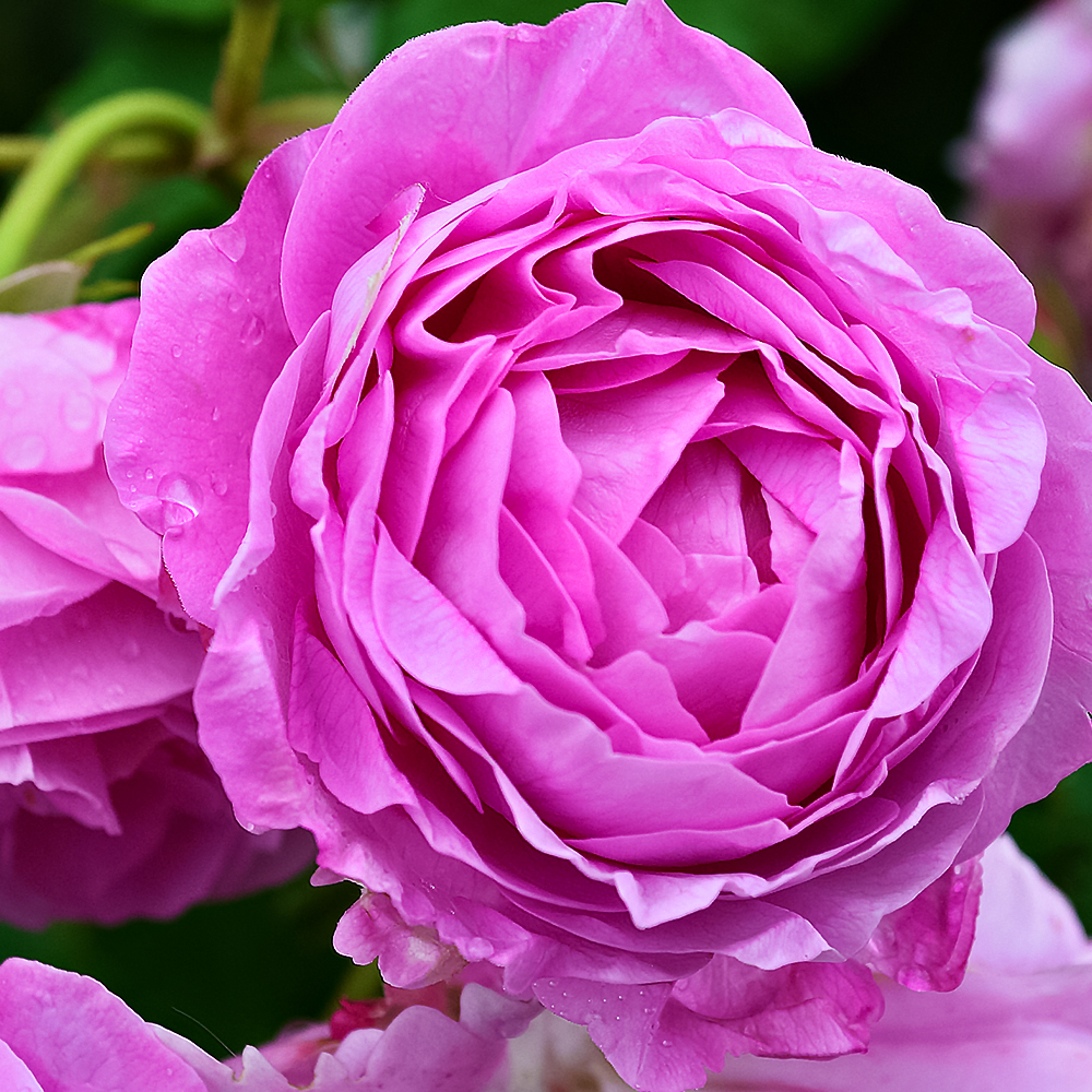 Роза плетистая для тени Луис Одьер
Роза плетистая для тени Луис Одьер