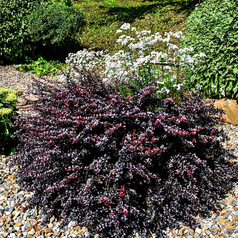 Барбарис Тунберга карликовый Конкорд 
Барбарис Тунберга карликовый Конкорд