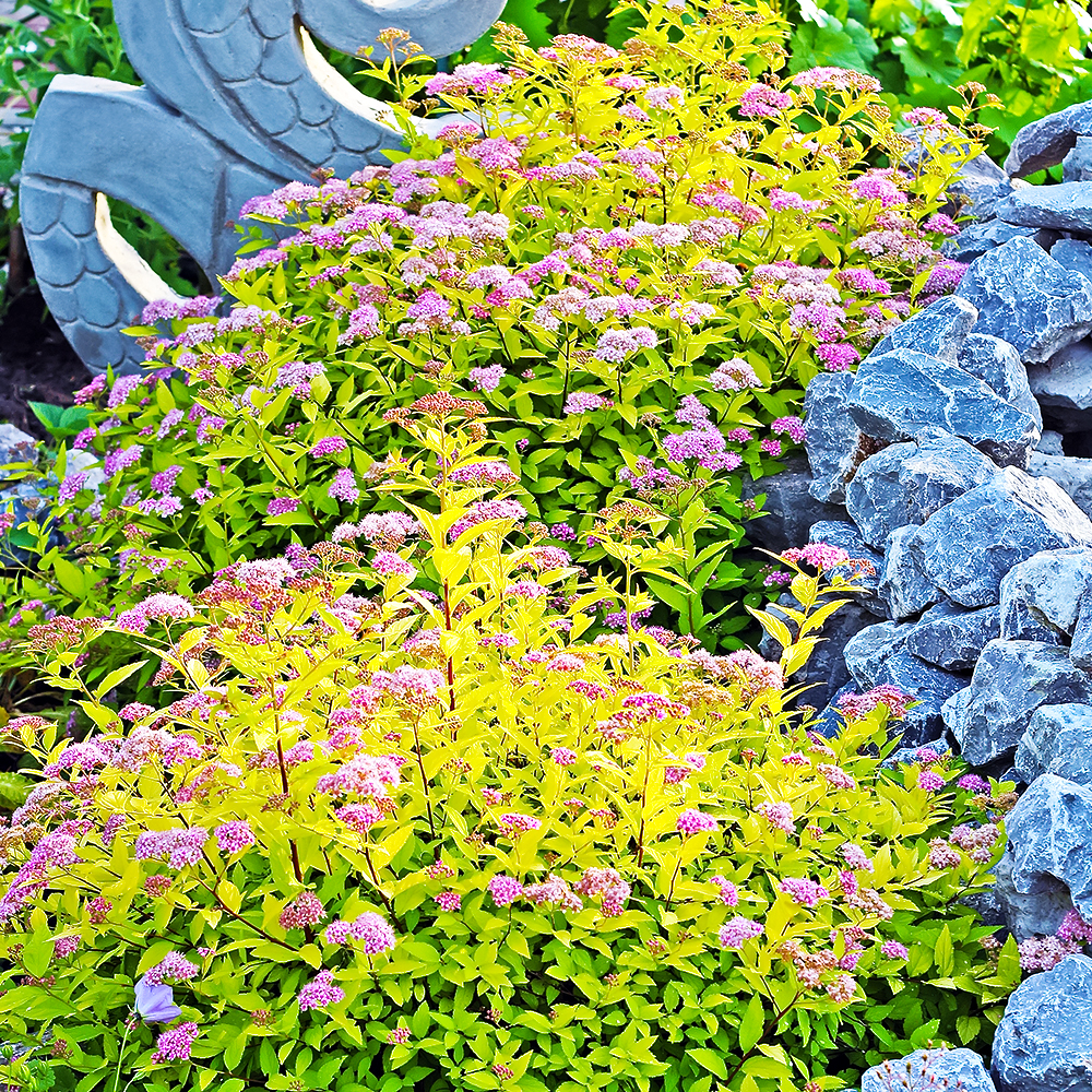 Спирея японская Голдфлейм 
Спирея японская Голдфлейм