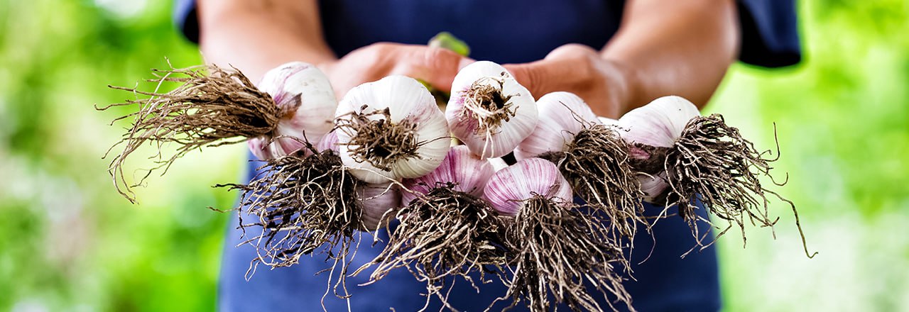 Особенности подкормки озимого и ярового чеснока