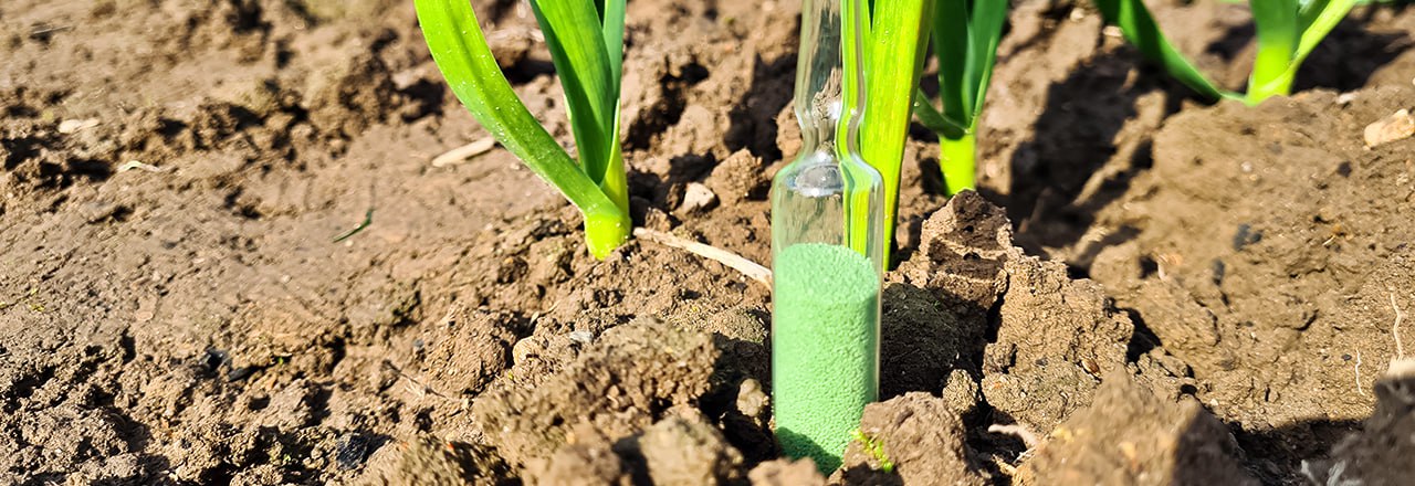 Особенности подкормки озимого и ярового чеснока