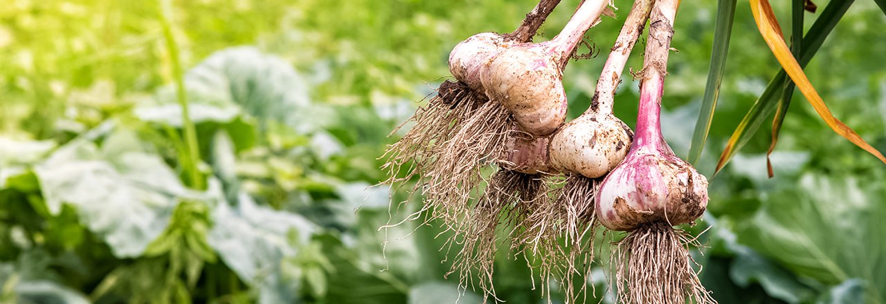 Особенности подкормки озимого и ярового чеснока