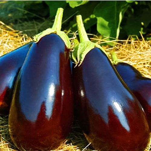 Баклажан Царская икра Евросемена