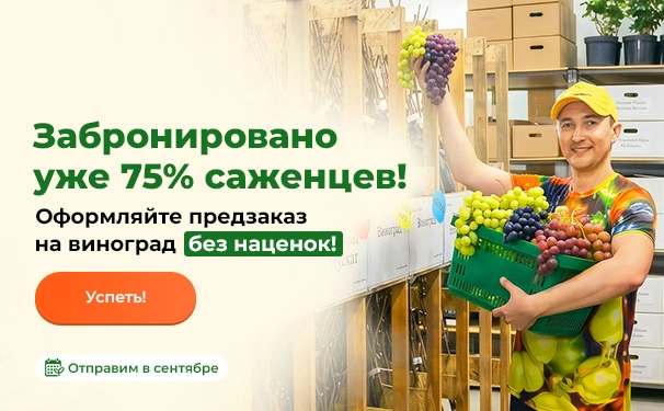 Забронировано уже 75% саженцев! Оформляйте предзаказ на виноград без наценок! Отправим в сентябре