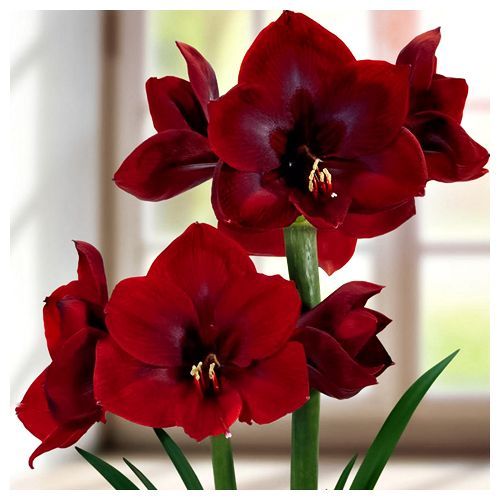 Амариллис (гиппеаструм) Гранд Дива