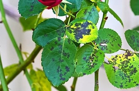 Пятна на розах: о чем они говорят? Пятна на розах: о чем они говорят?