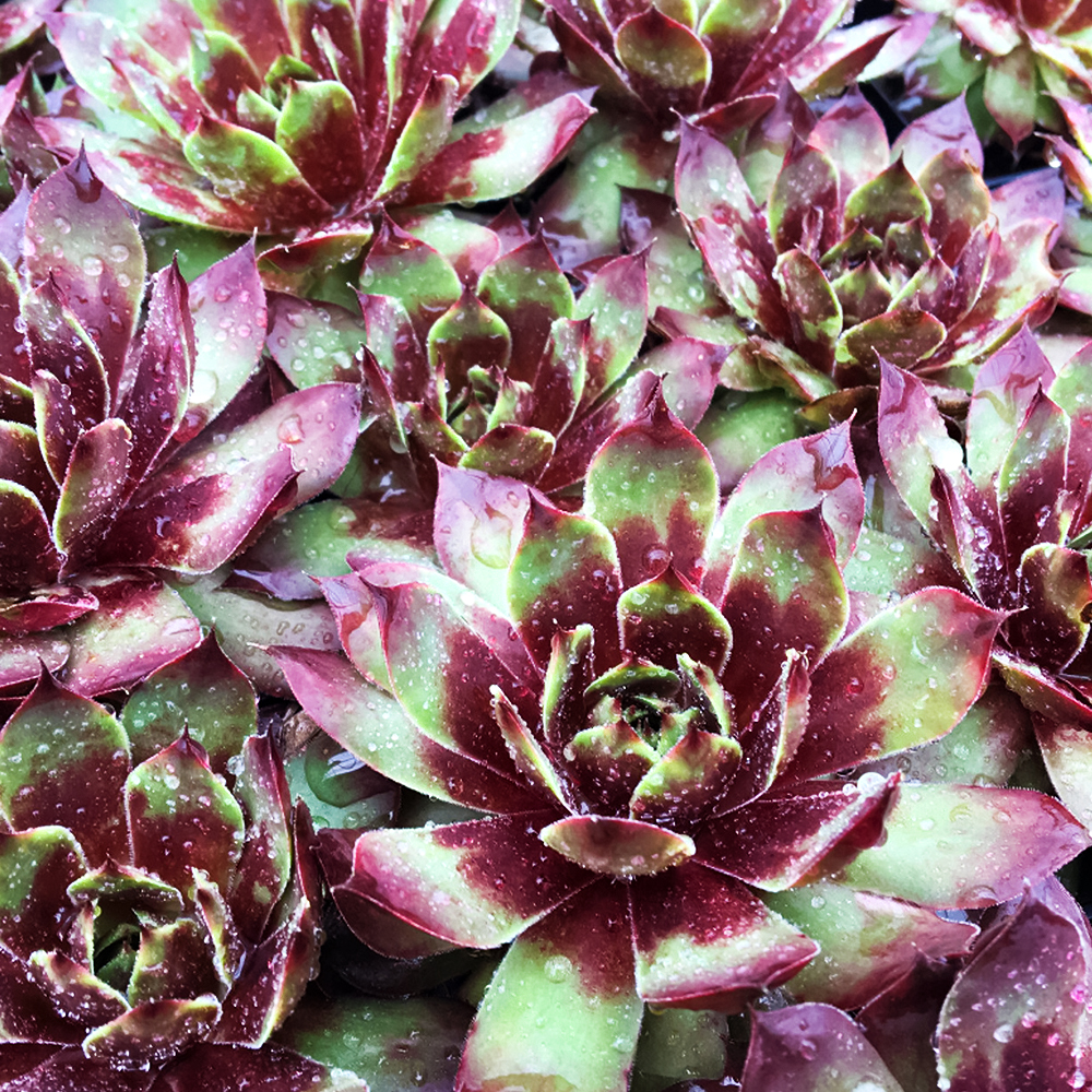 

Молодило Киллер