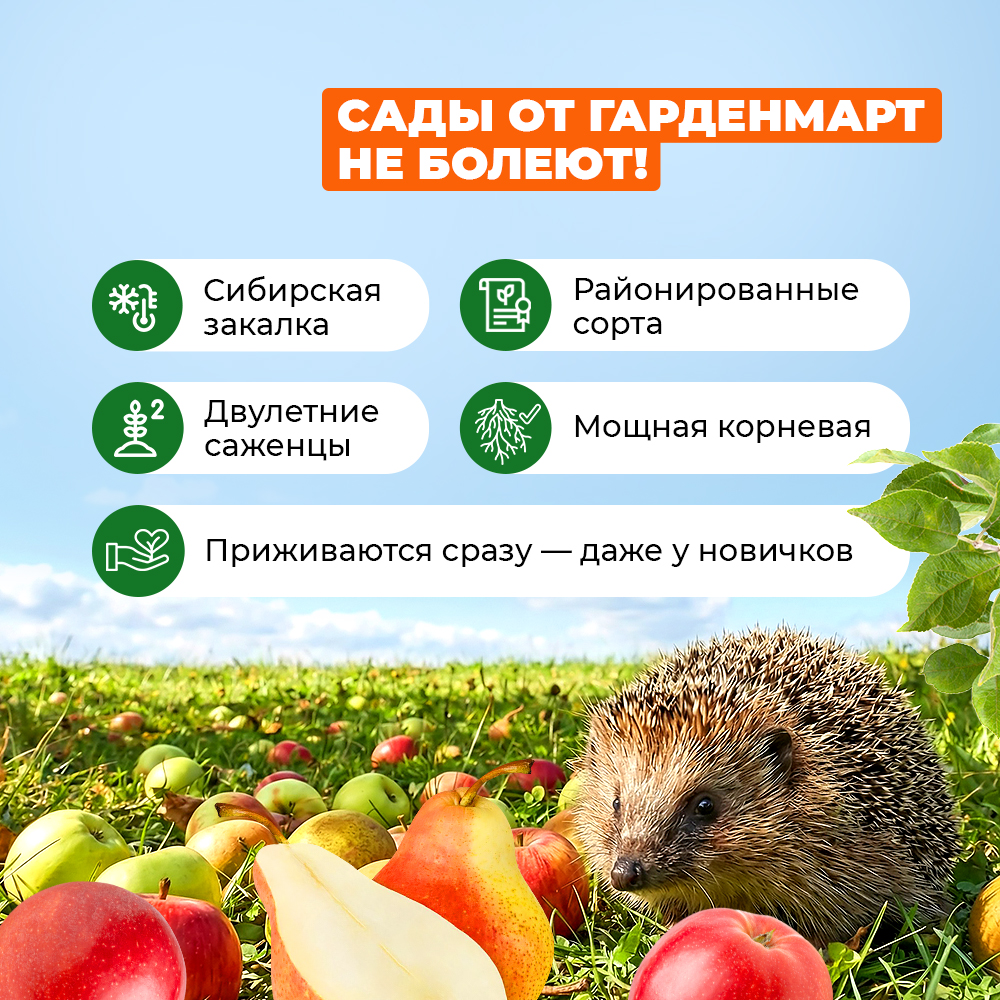 Смородина черная Якутская