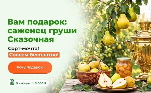 Вам подарок: саженец груши Сказочная! Сорт-мечта! Совсем бесплатно! в заказы от 6 000 рублей