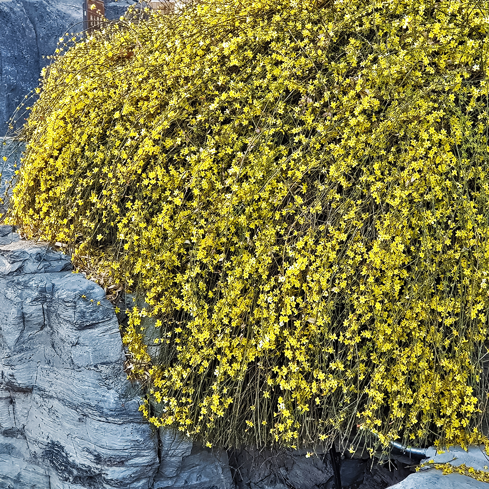 

Жасмин голоцветковый