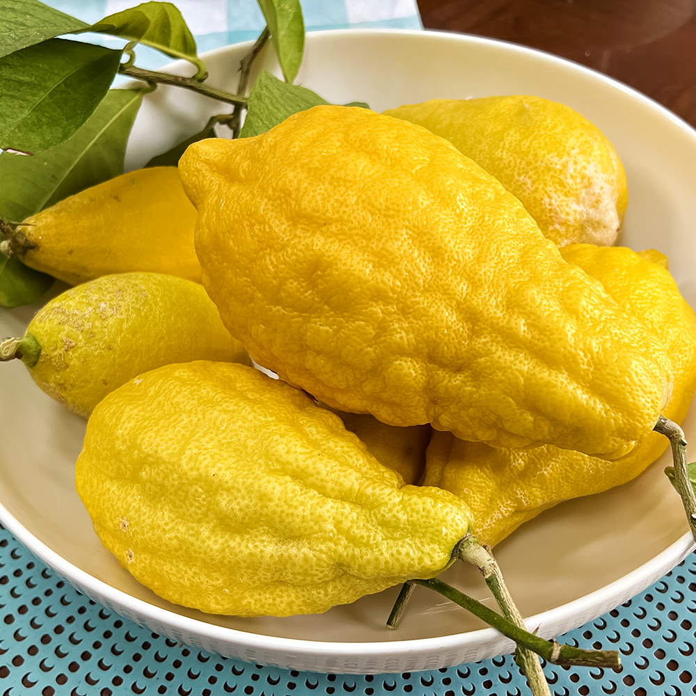 

Цитрон комнатный Пиретто