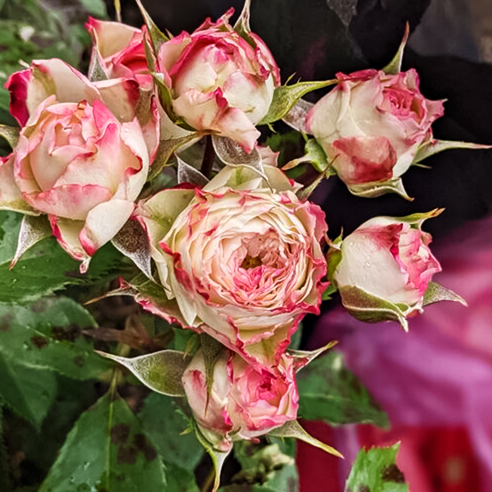 Роза спрей пионовидная Ай Опенер