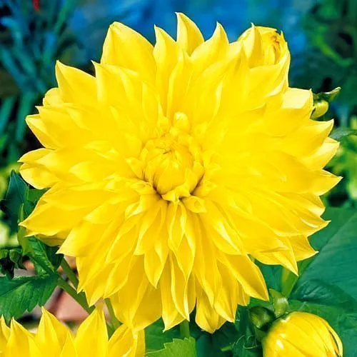 Георгина декоративная Американ Сан