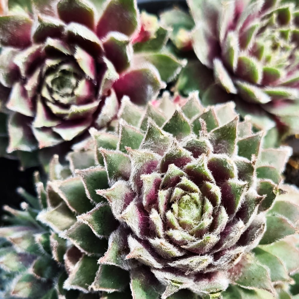 

Молодило Роза Медхен