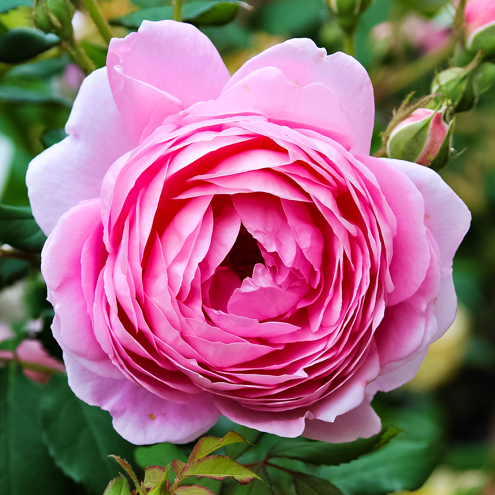 

Роза английская с крепким иммунитетом Алан Титчмарш