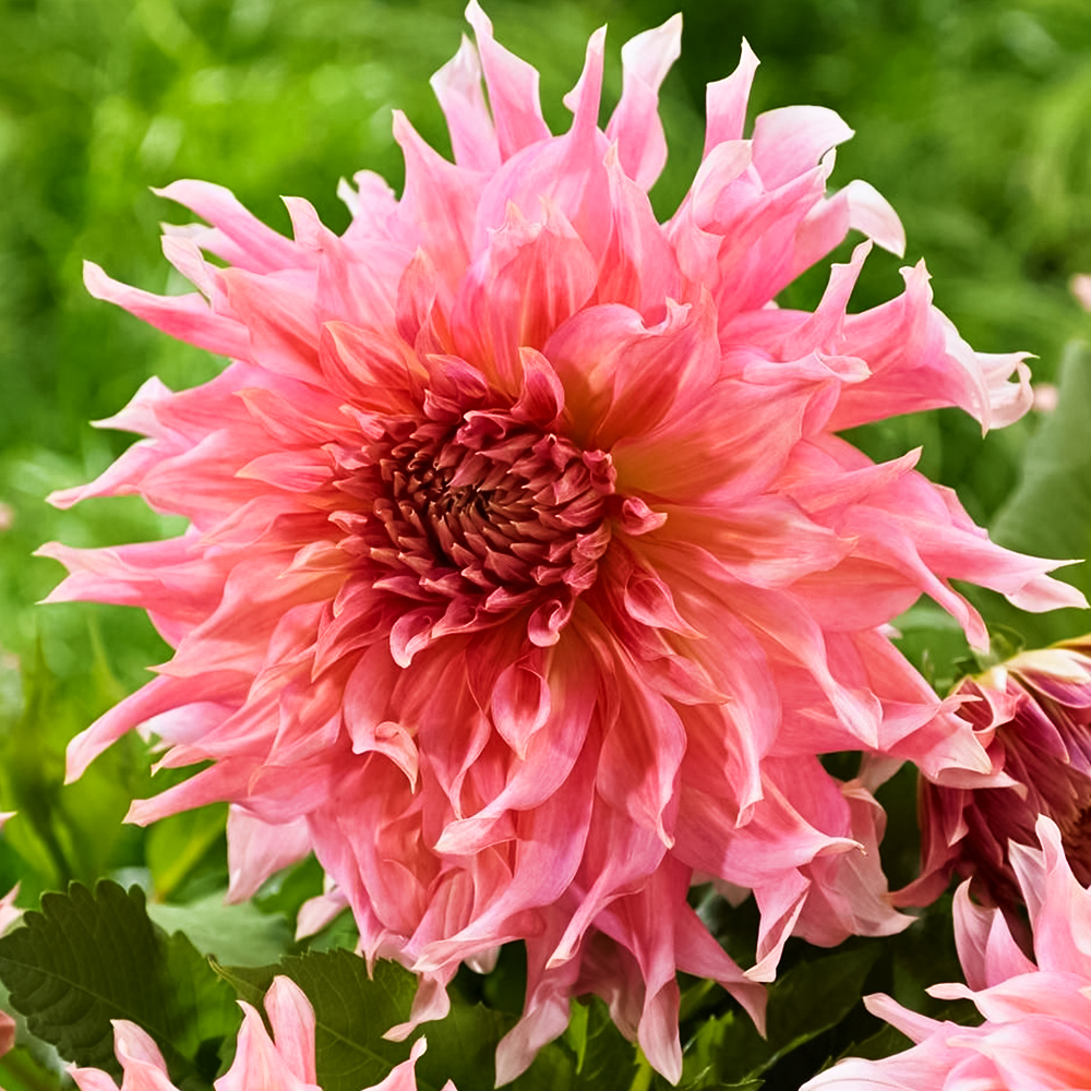 

Георгина крупноцветковая макси Пенхилл Ватермелон