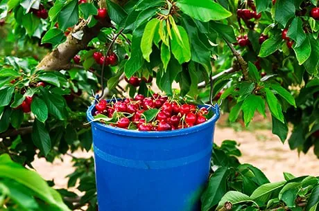 Минимум усилий — максимум черешни: уход за деревом весной