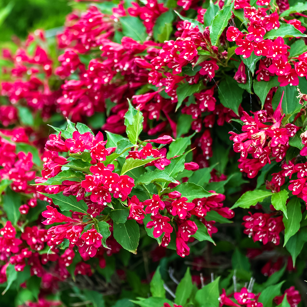 Вейгела цветущая Ред Принц