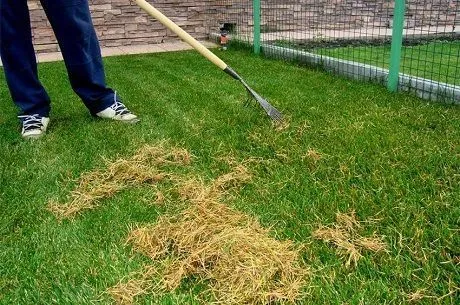 Как посеять газонную траву на старую