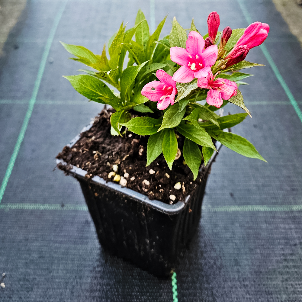 Вейгела цветущая Бристоль Руби