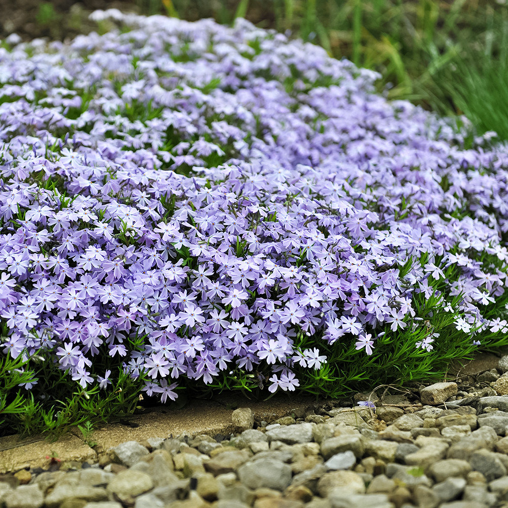 Флокс шиловидный Эмеральд Кьюшн Блю