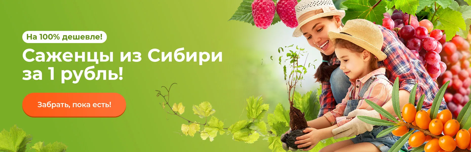 На 100% дешевле! Саженцы из Сибири за 1 рубль!