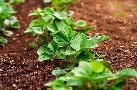 Ответственный период: уход за клубникой в мае Ответственный период: уход за клубникой в мае