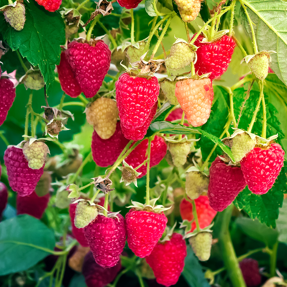 Малина штамбовая ремонтантная Сказочный конь