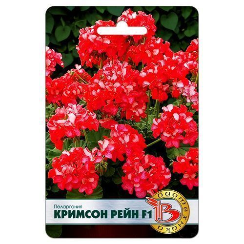 

Пеларгония (герань) Кримсон Рейн F1 Биотехника