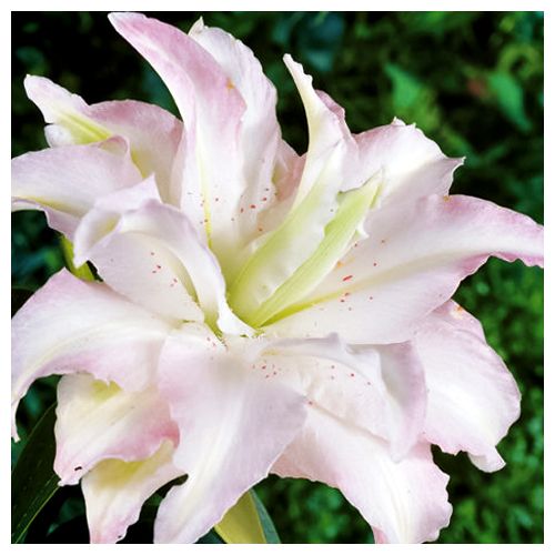 Лилия восточная махровая Мисс Люси № 1