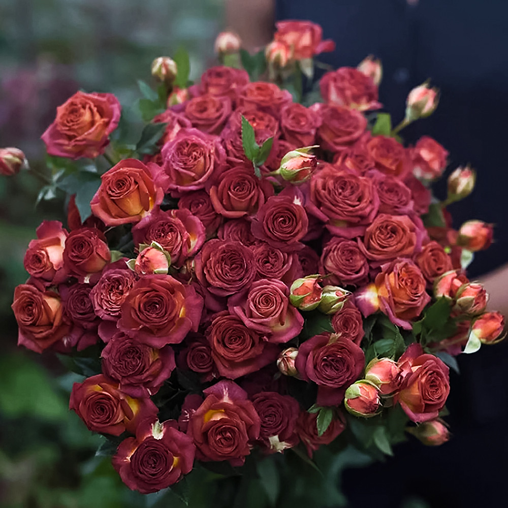 

Роза спрей малошипная Шоколад Баблз