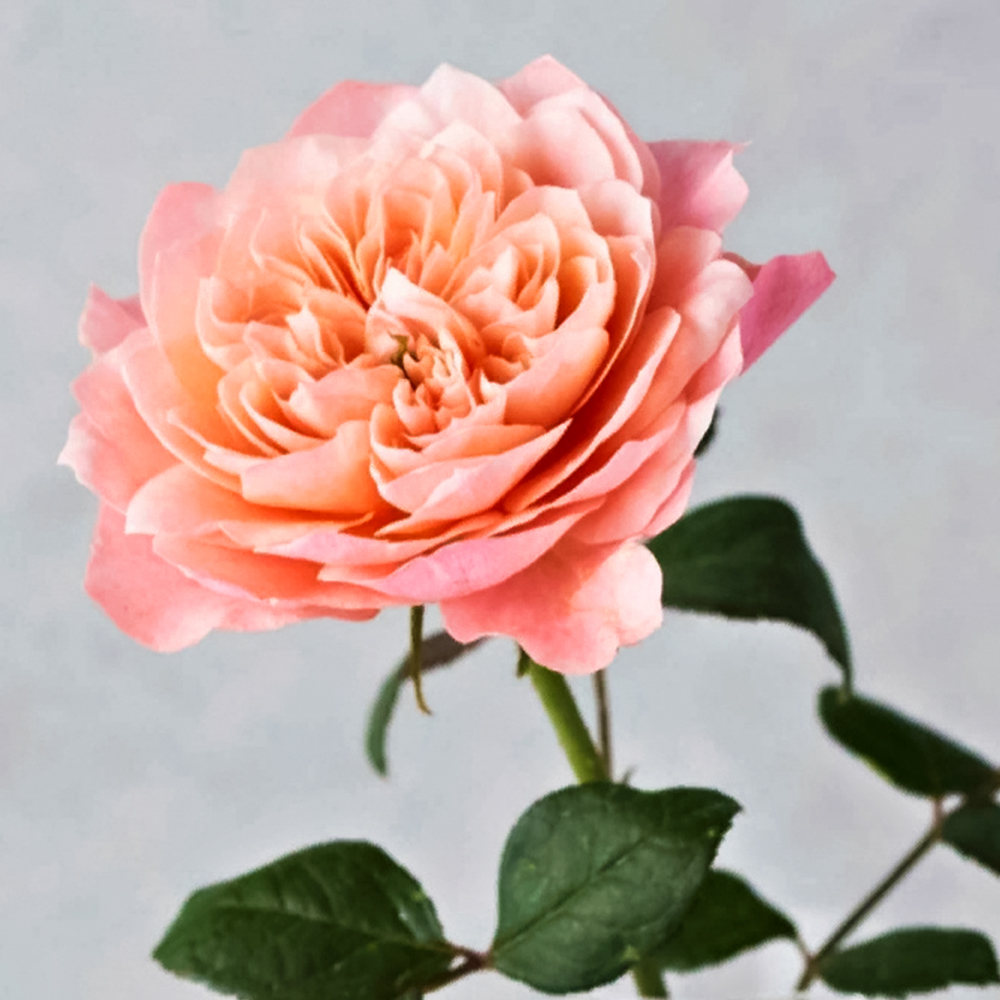 Роза чайно-гибридная жаростойкая Микото