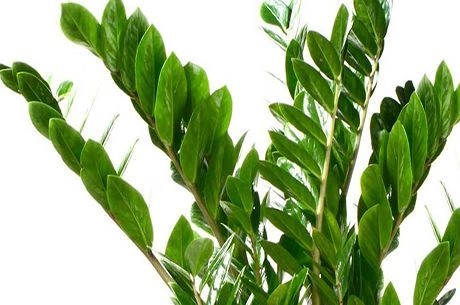 Секреты цветения замиокулькаса 