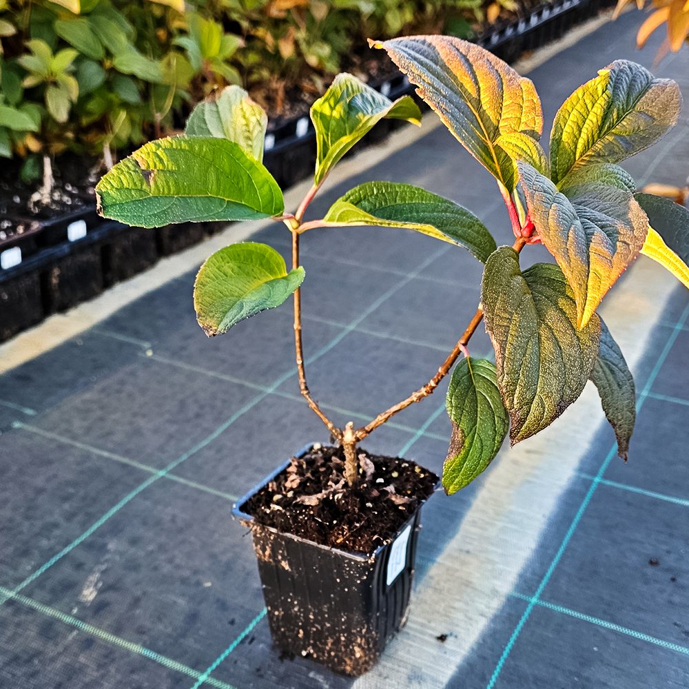 Гортензия метельчатая с повышенной морозостойкостью Пинки Винки