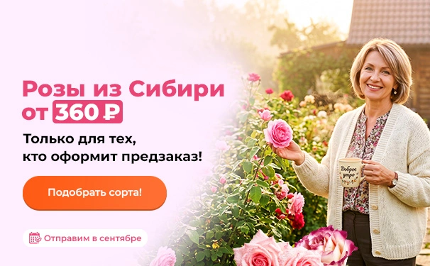 Розы из Сибири от 360 рублей. Только для тех, кто оформит предзаказ! Отправим в сентябре
