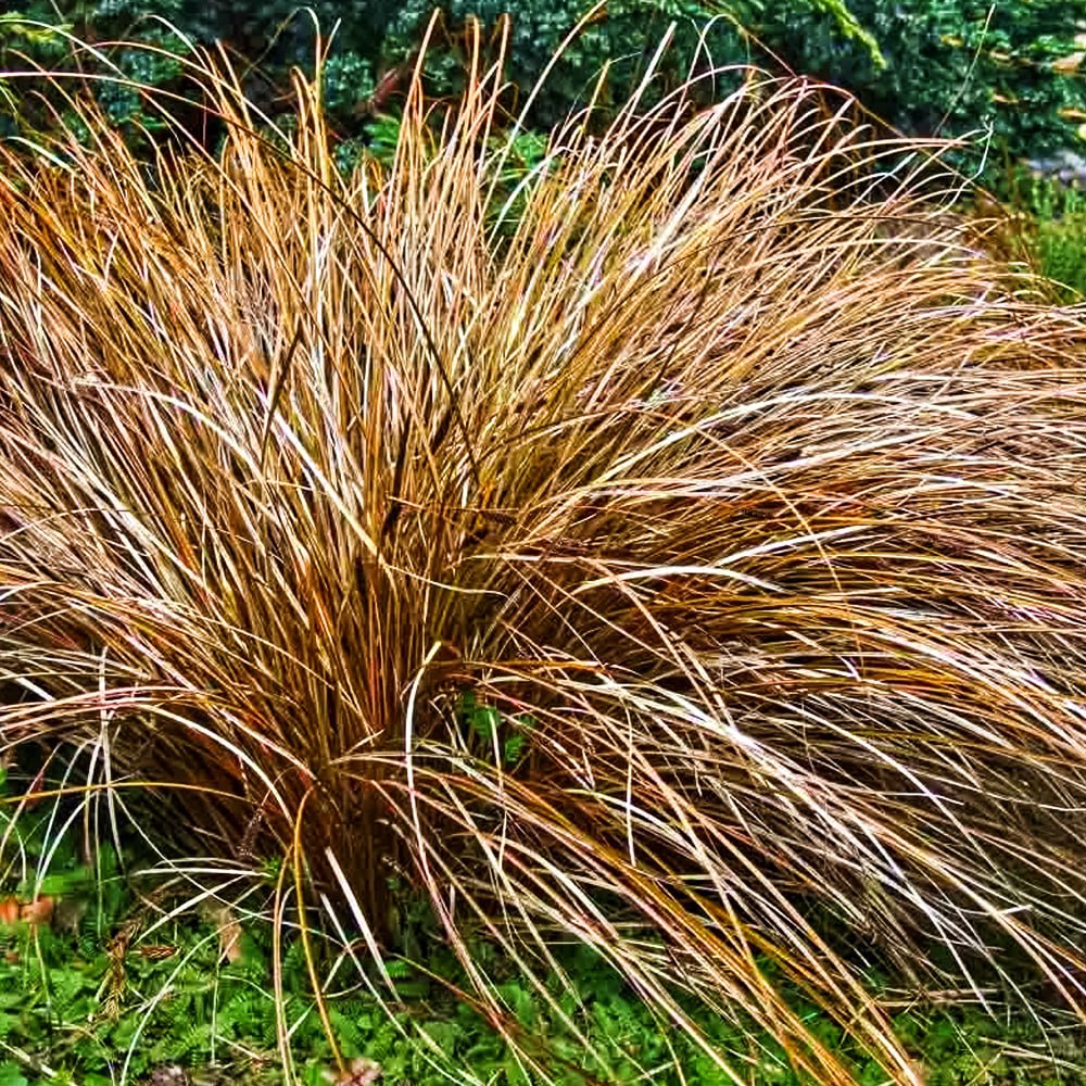 

Осока петри Милк Чоколейт