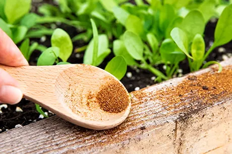 Как избавиться от муравьев в огороде: народные и научные методы