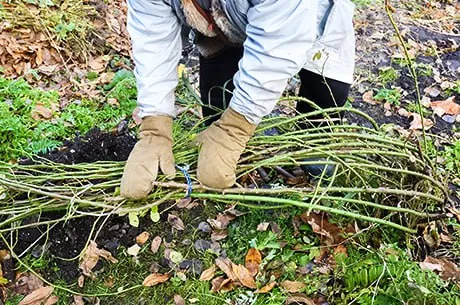 Розы против морозов: как укрывать цветы