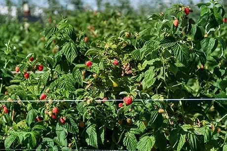 Сажаем малину: секрет успеха