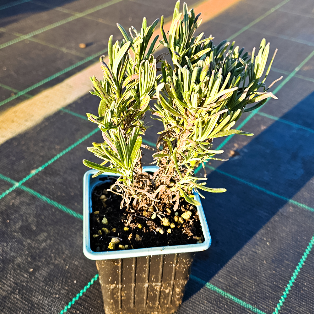 Лаванда узколистная Розеа