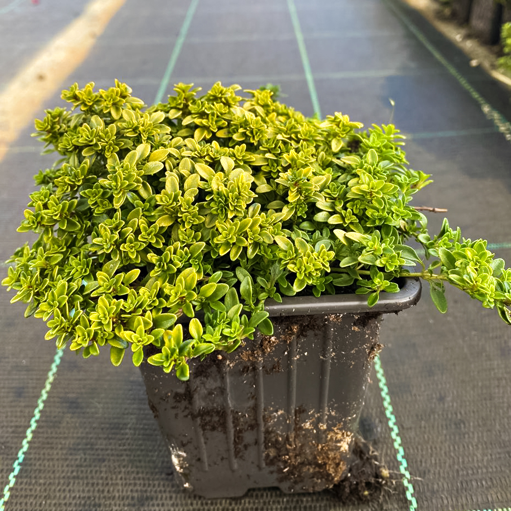 Тимьян (чабрец) лимоннопахнущий Бертрам Андерсон