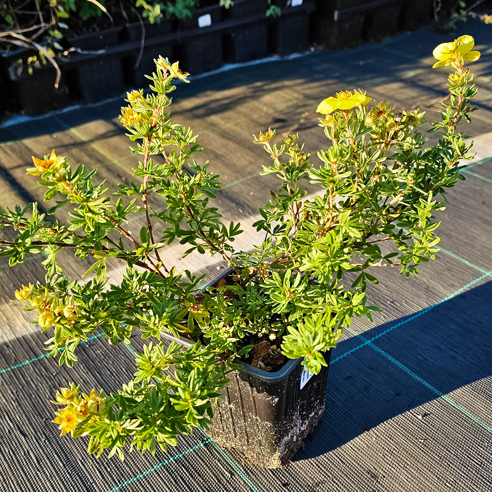 Лапчатка кустарниковая Голдфингер