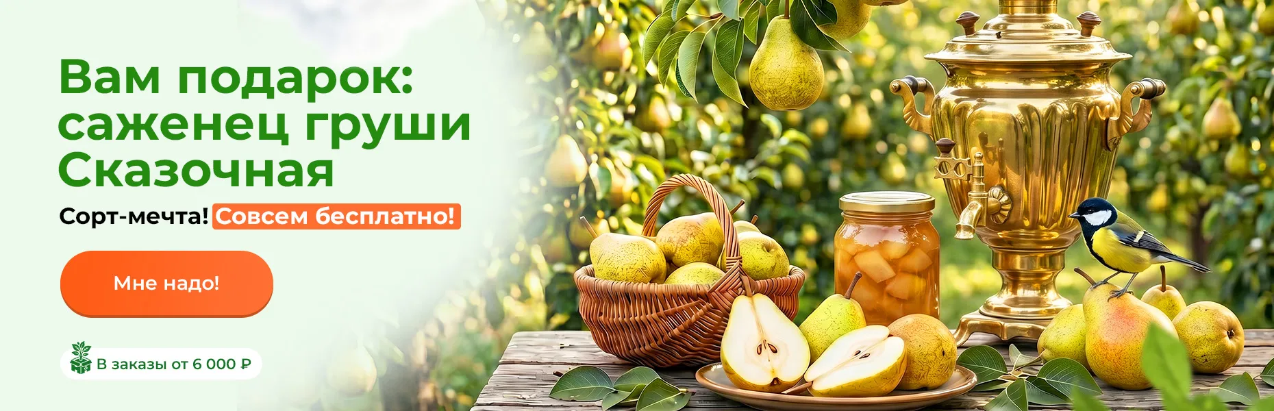 Вам подарок: саженец груши Сказочная! Сорт-мечта! Совсем бесплатно! в заказы от 6 000 рублей