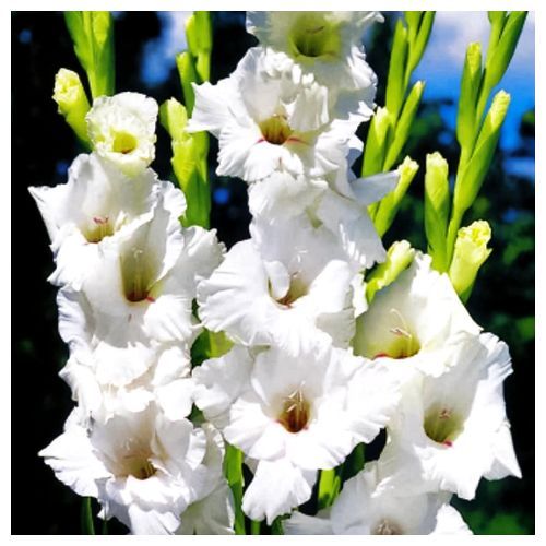 Гладиолус крупноцветковый Уайт Френдшип