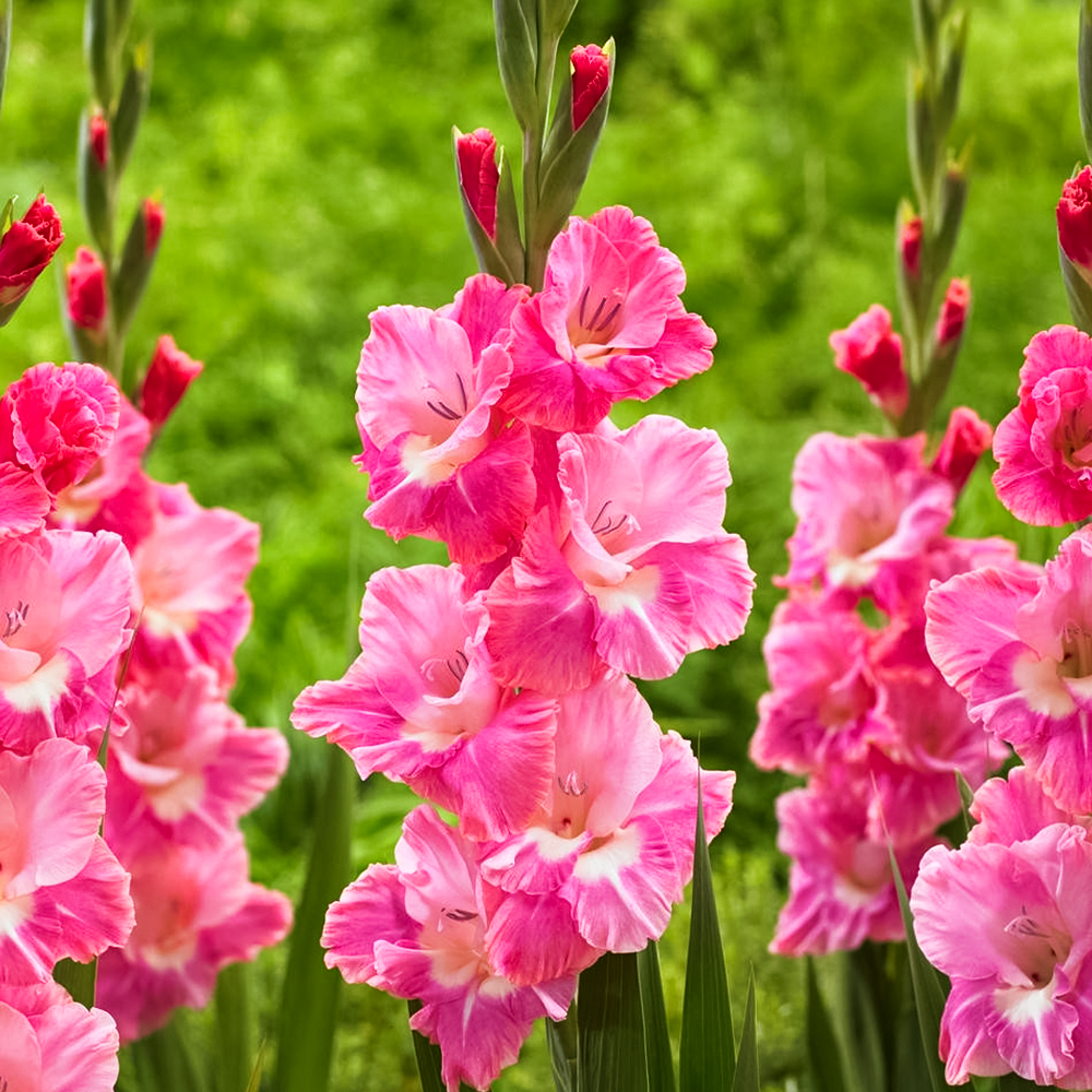 

Гладиолус крупноцветковый Сильвана